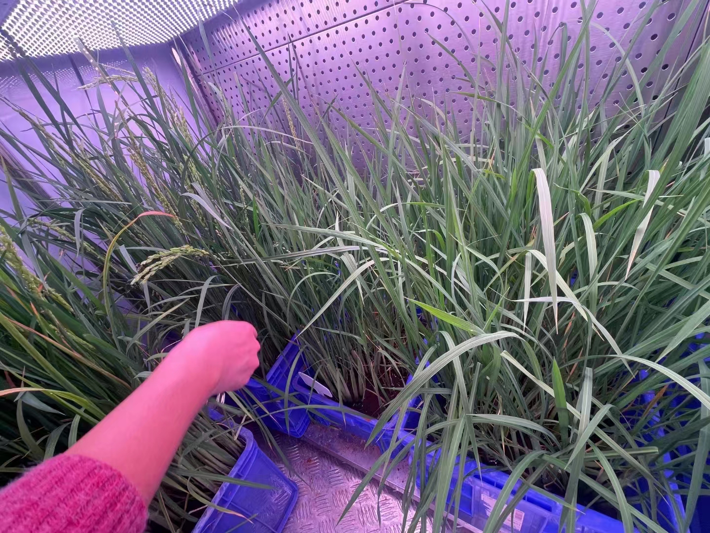 种在人工气候室里的水稻 种在人工气候室里的水稻