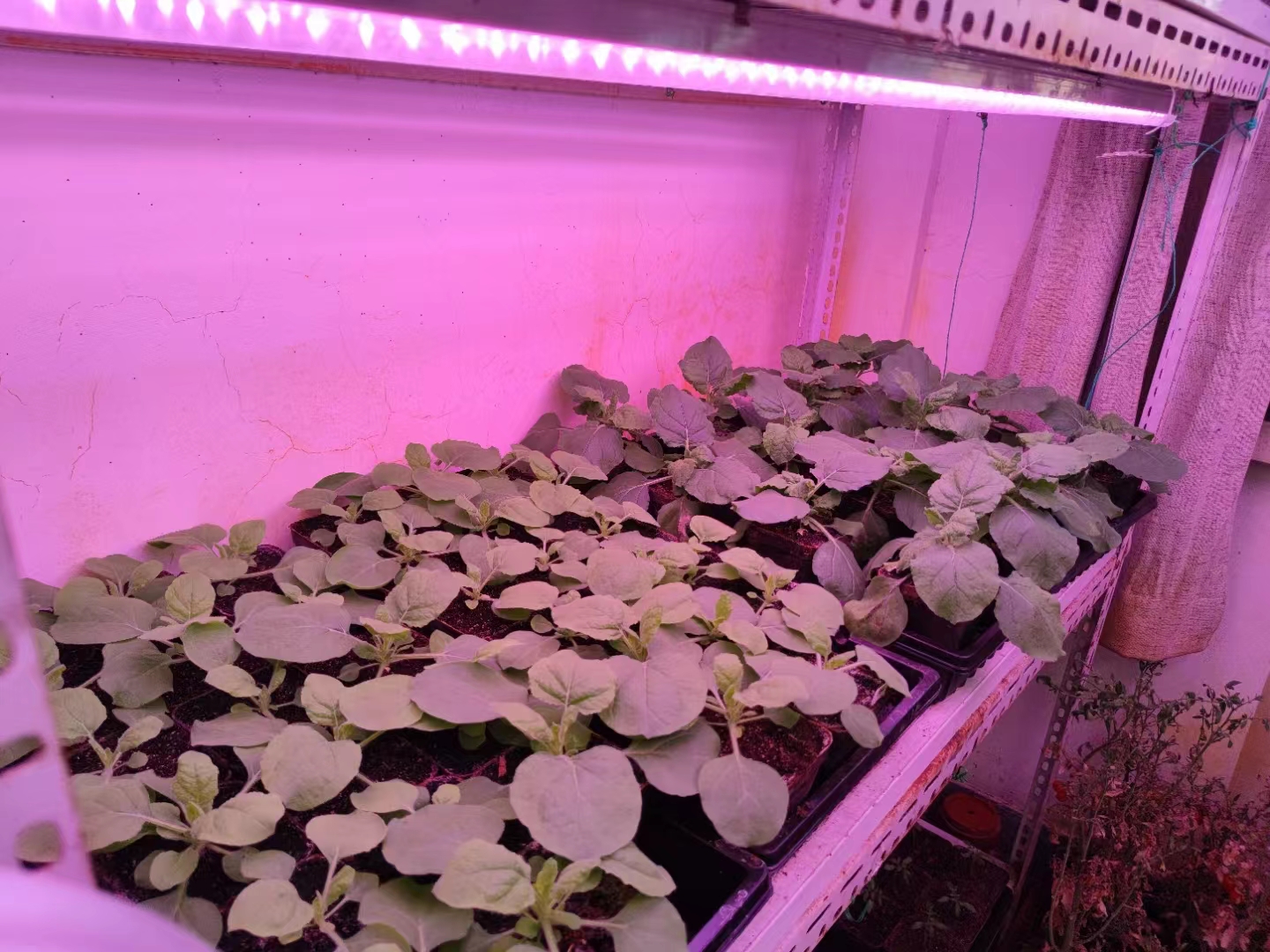 种在人工气候室里的水稻 种在人工气候室里的水稻