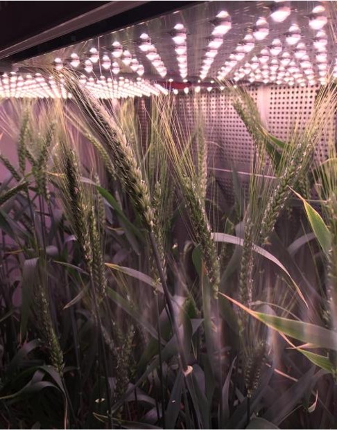 定制LED植物补光灯-植物生长灯（方形灯板）