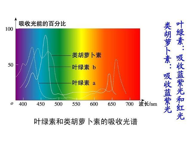 泰达仪植物补光灯（5）—光合色素